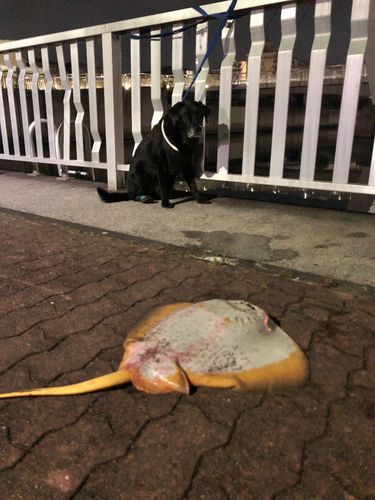 アカエイの釣果