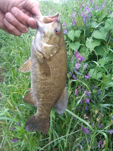 スモールマウスバスの釣果