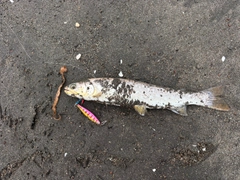 アメマスの釣果