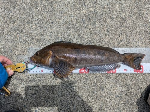 アイナメの釣果