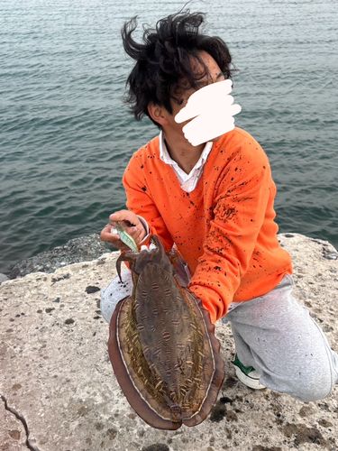 コウイカの釣果