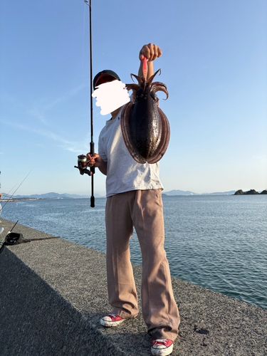 コウイカの釣果