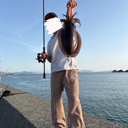 コウイカ