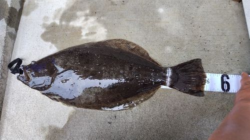 ヒラメの釣果