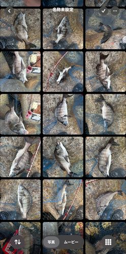 チヌの釣果