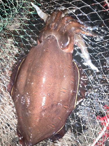 モンゴウイカの釣果