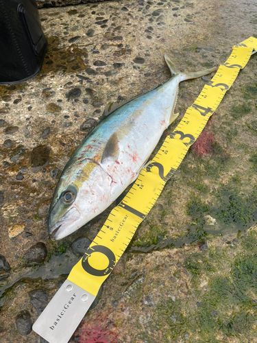 ヒラマサの釣果