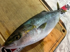 ハマチの釣果