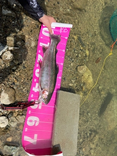 ニジマスの釣果