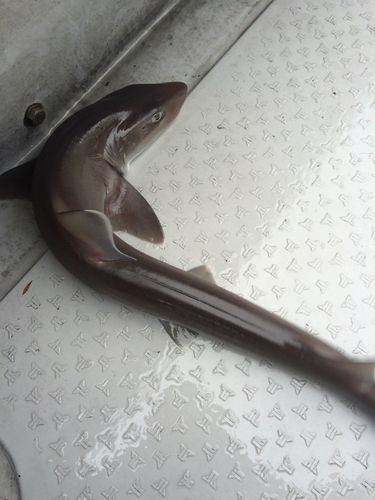 サメ