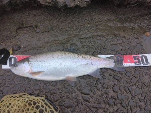 ニジマスの釣果