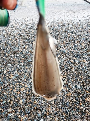 シタビラメの釣果