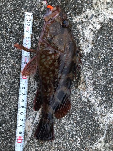 クロソイの釣果