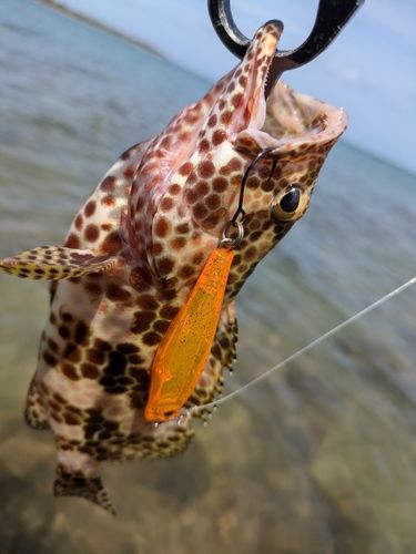 イシミーバイの釣果