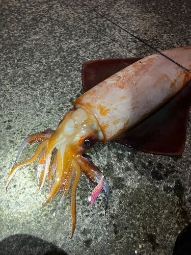 アカイカの釣果