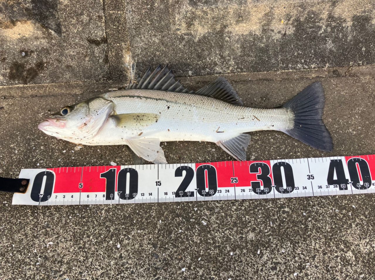 DAIWA 18レイジー（スピニング モデル） T86ML-6の最安値