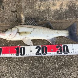 セイゴ（マルスズキ）