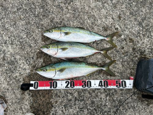ハマチの釣果