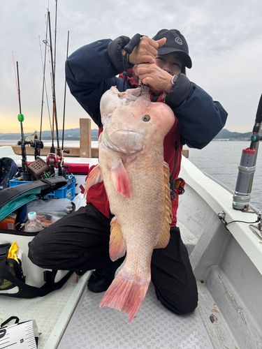 コブダイの釣果