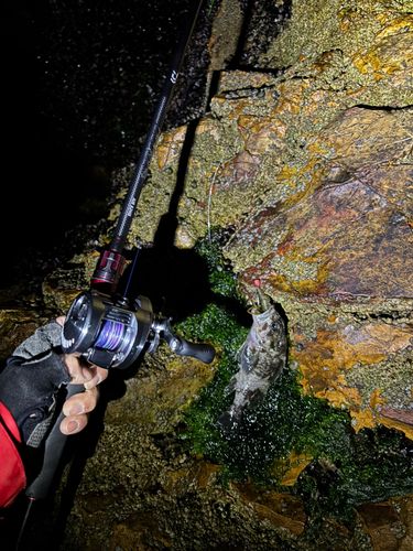 ムラソイの釣果