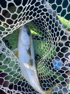 ヒラマサの釣果