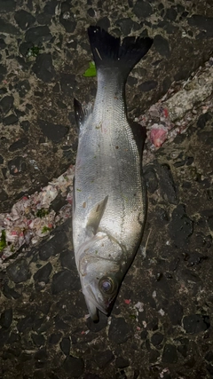 セイゴ（ヒラスズキ）の釣果