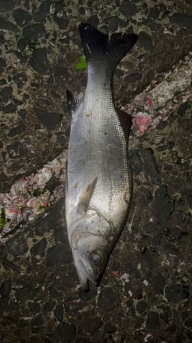 セイゴ（ヒラスズキ）の釣果