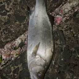 セイゴ（ヒラスズキ）