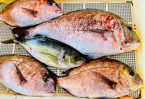 シマアジの釣果