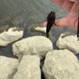 シモフリシマハゼ