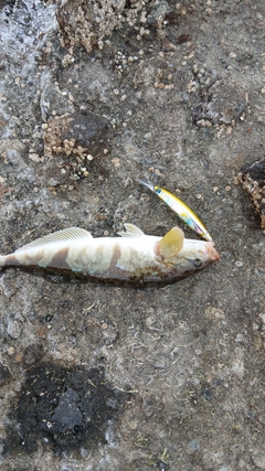 ホッケの釣果