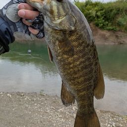 スモールマウスバス