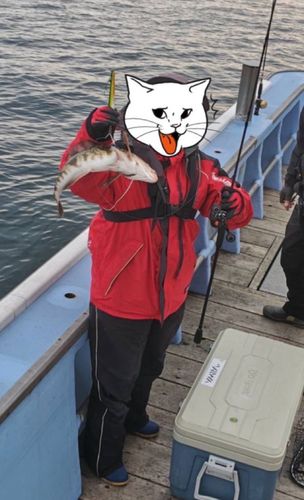 ホッケの釣果