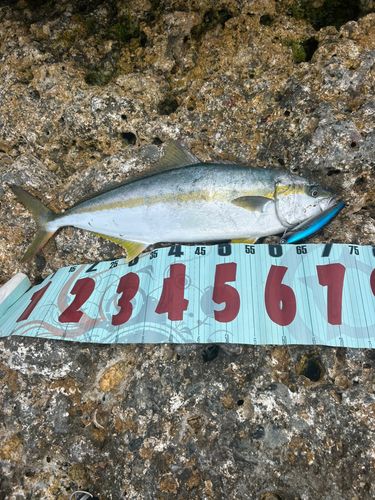 ヒラマサの釣果