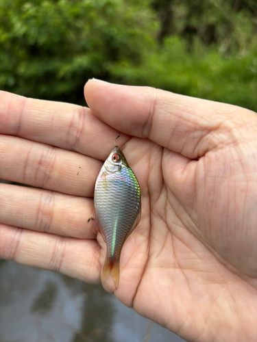 タイリクバラタナゴの釣果