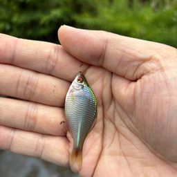 タイリクバラタナゴ