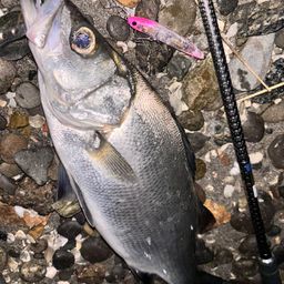 セイゴ（ヒラスズキ）