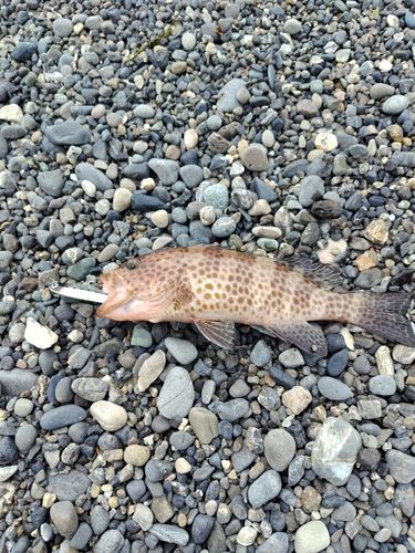 オオモンハタの釣果