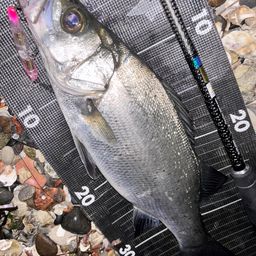 セイゴ（ヒラスズキ）