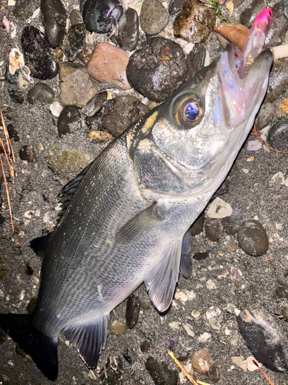 セイゴ（ヒラスズキ）