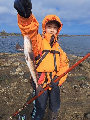 ホッケの釣果