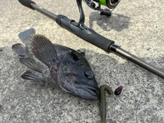 クロソイの釣果