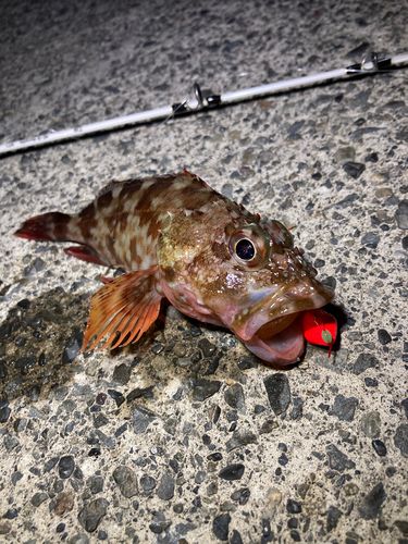 カサゴの釣果