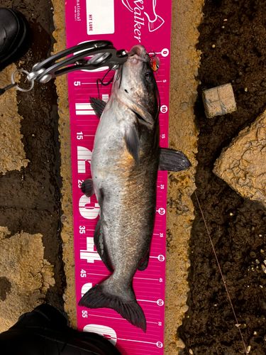 アメリカナマズの釣果