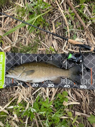 スモールマウスバスの釣果