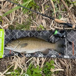 スモールマウスバス