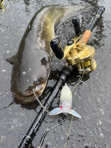 ナマズの釣果