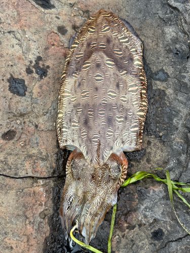 コウイカの釣果