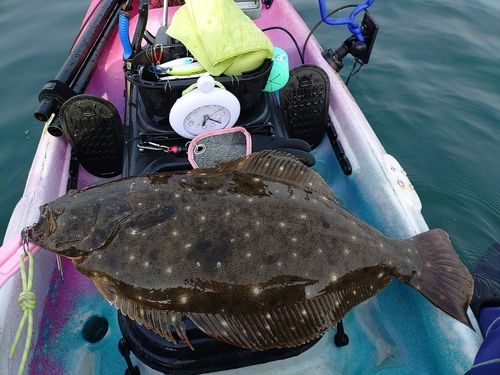 ヒラメの釣果
