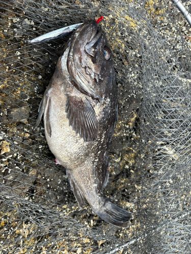 クロソイの釣果